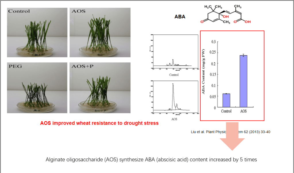 Alginate oligosaccharides Induces plants to synthesize ABA and JA